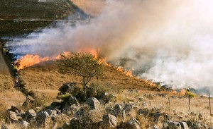 Incendi forestali: da gennaio a luglio 2024 in linea con la media dal 2006. Episodi più gravi in Sicilia e Sardegna, a Vieste salva la copertura forestale