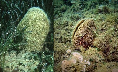 Nei panni della nacchera di mare - fermiamo il semaforo dell'estinzione