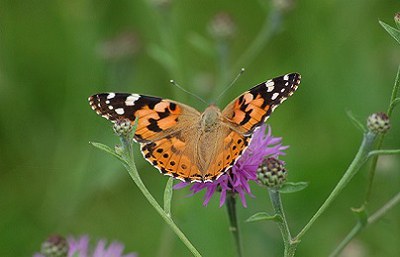 Perdita di biodiversità: cambiare approccio, o i costi stimati saranno tra 10 e 25 mila miliardi di dollari all'anno