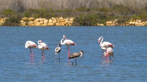 Reportage "Saline di Tarquinia, scrigno di biodiversità e geodiversità"