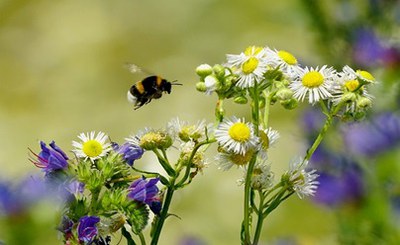 Un nuovo strumento legislativo per la conservazione della natura in Europa: il Regolamento per il ripristino della Natura