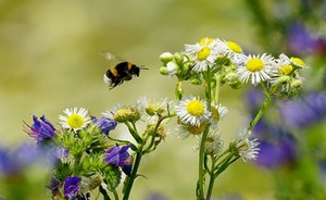 Un nuovo strumento legislativo per la conservazione della natura in Europa: il Regolamento per il ripristino della Natura