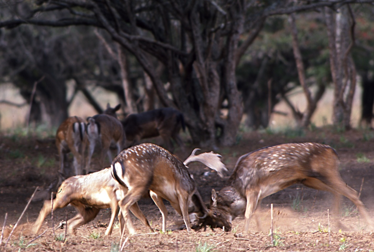 foto A. De Marinis, ISPRA